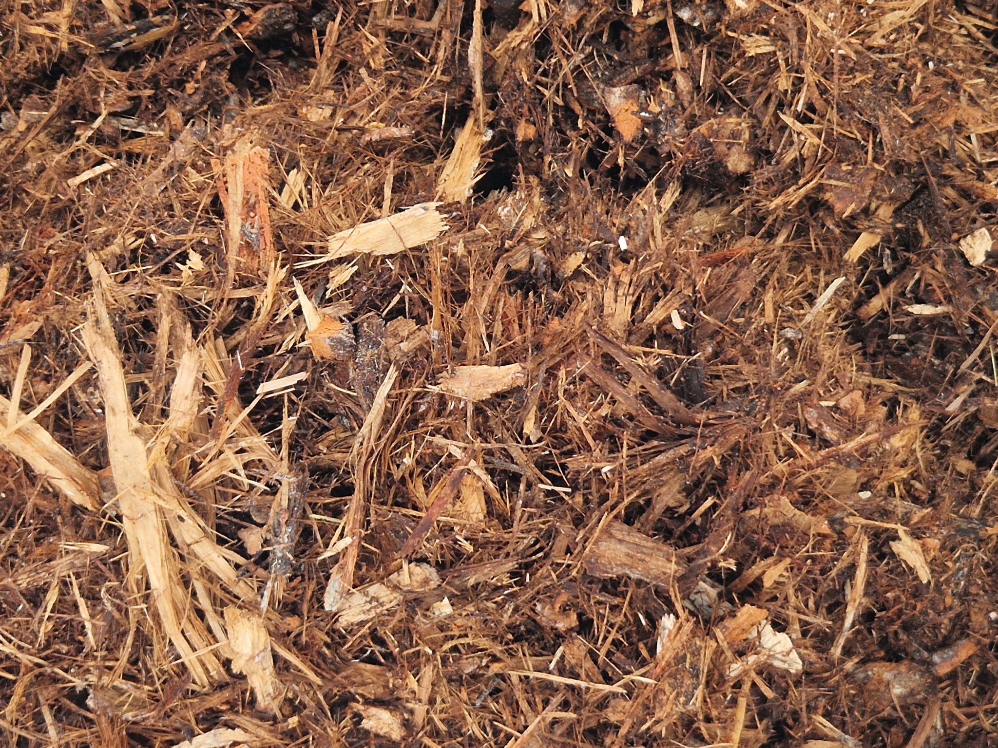 Tree bark prepared for biomass production