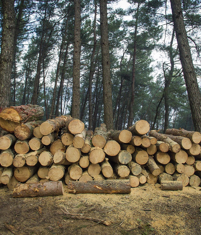 Logs prepared for industrial wood processing